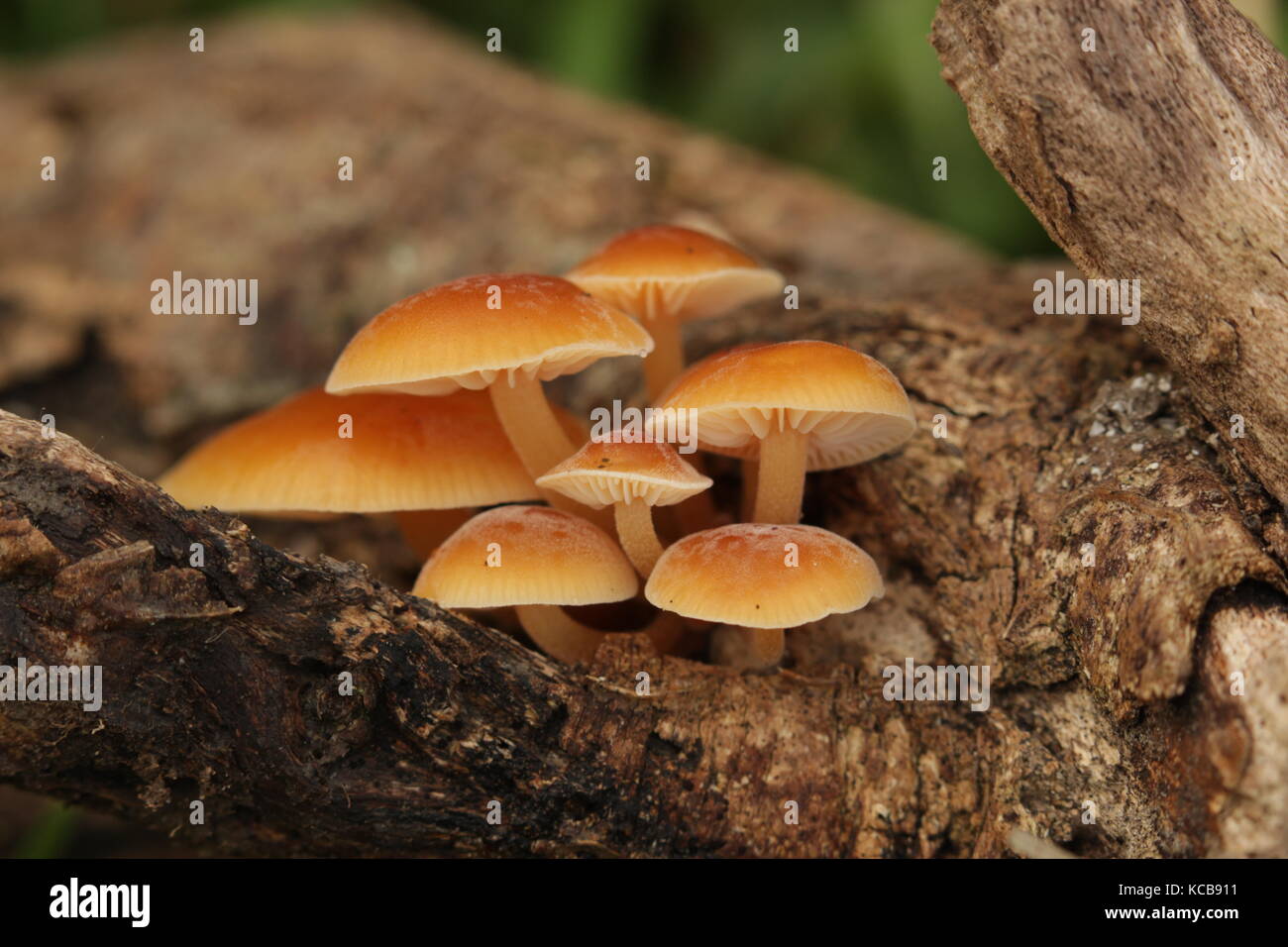 Fotos Fotos Hongos Bacteria In Your Gut Can Improve Your Mood New