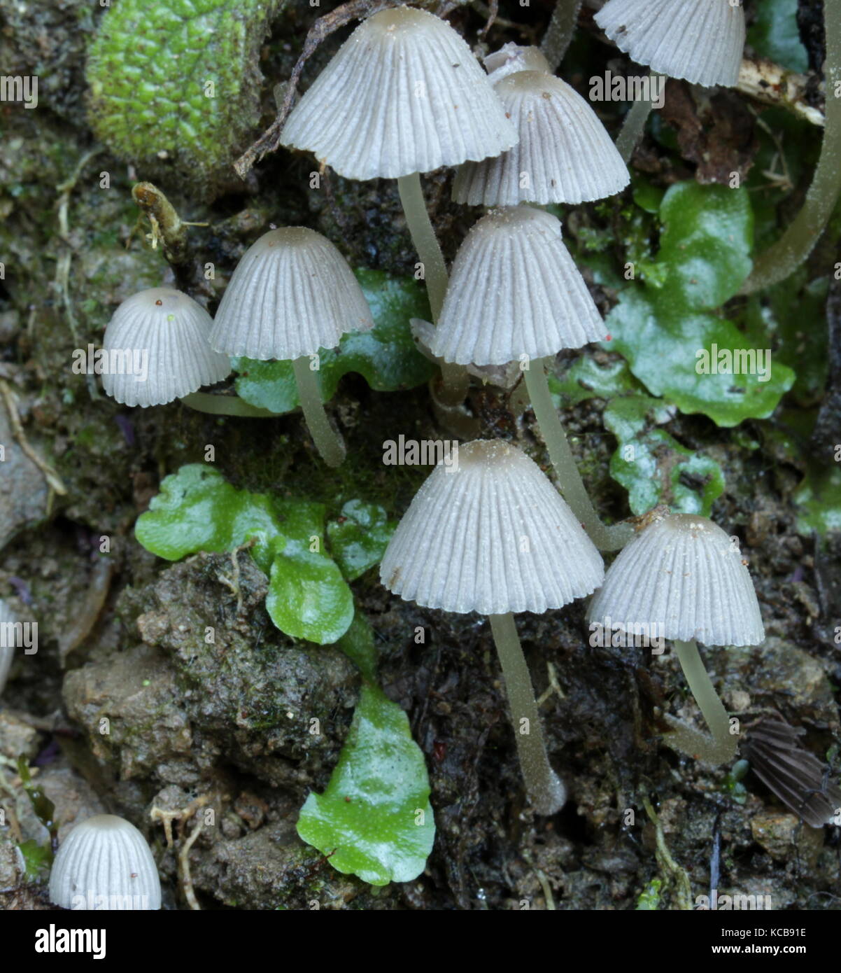 New Zealand bush fungi Stock Photo