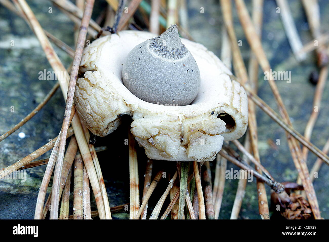 New Zealand bush fungi, earthstar Stock Photo