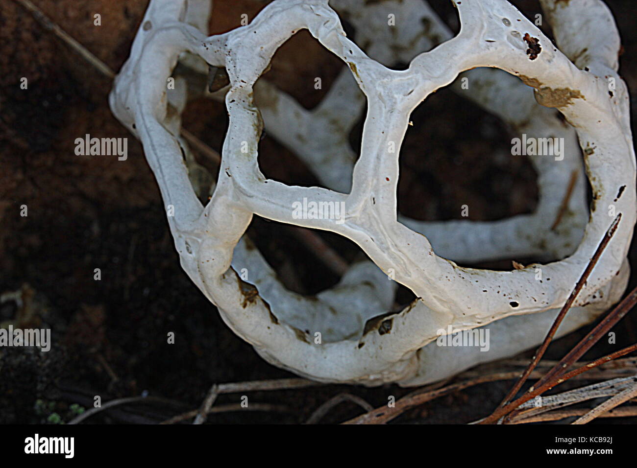 New Zealand bush fungi, basket fungus Stock Photo Alamy