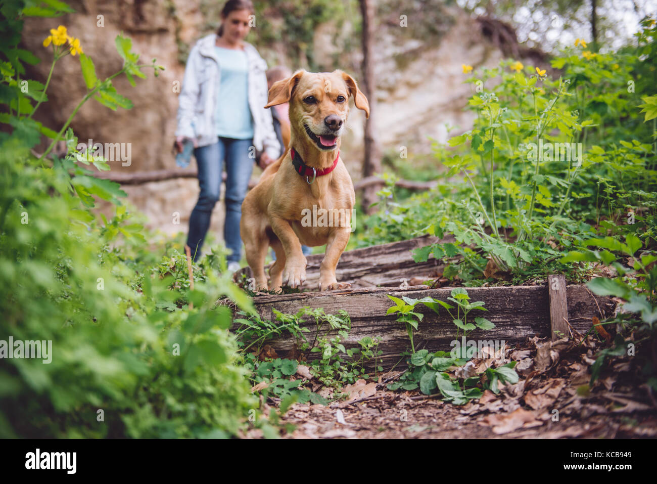 Small yellow Dog on a forest trail with a people walking in the
