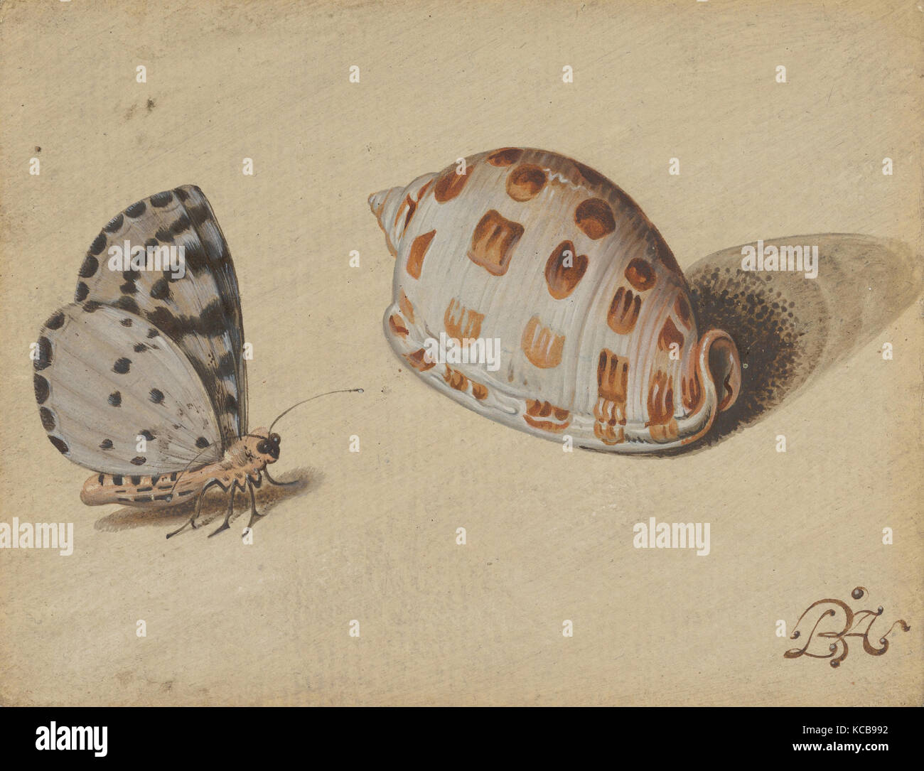 An Arrowhead Blue Butterfly and a Scotch Bonnet Sea Shell, Balthasar van der Ast, 17th century Stock Photo