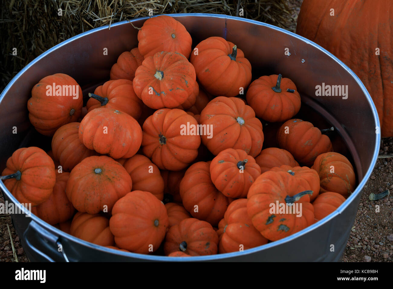 Multiple gourds hires stock photography and images Alamy