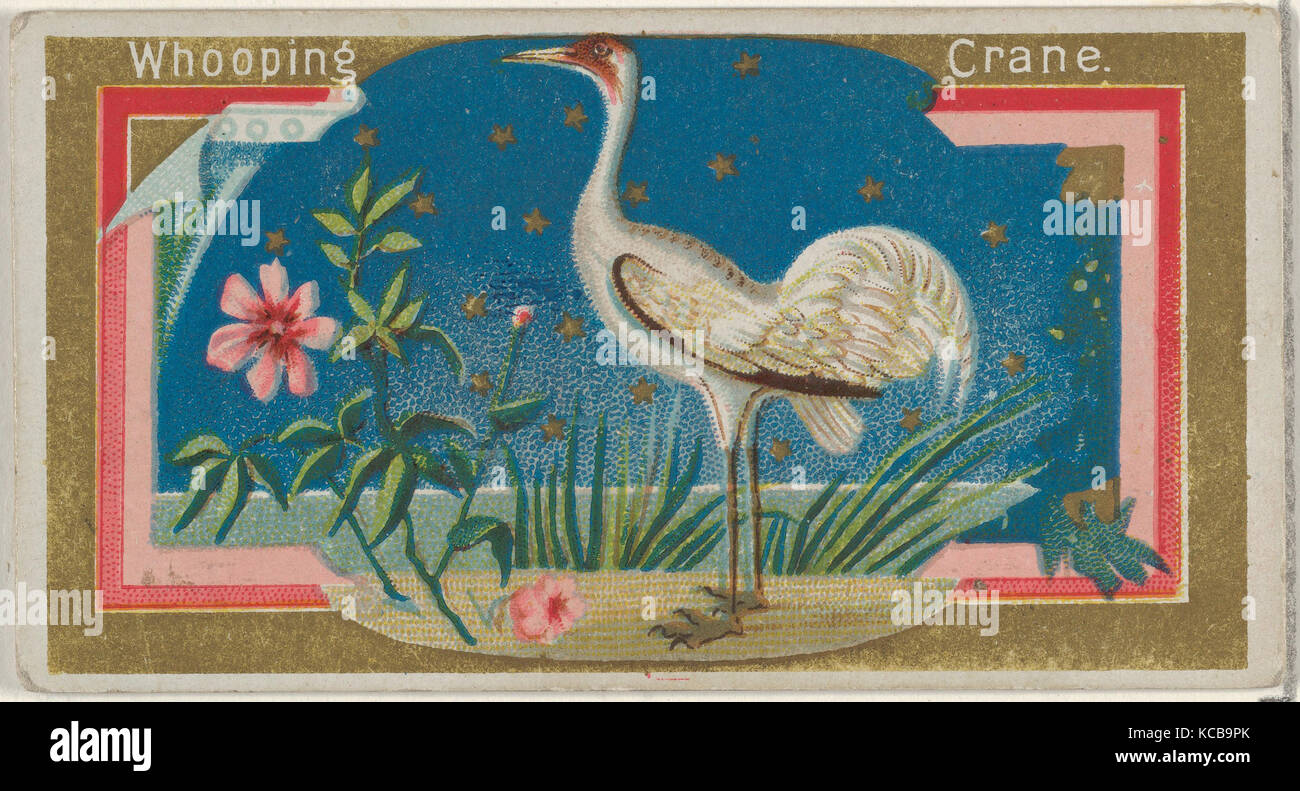 Whopping Crane, from the Game Birds series (N13) for Allen & Ginter Cigarettes Brands, 1889 Stock Photo