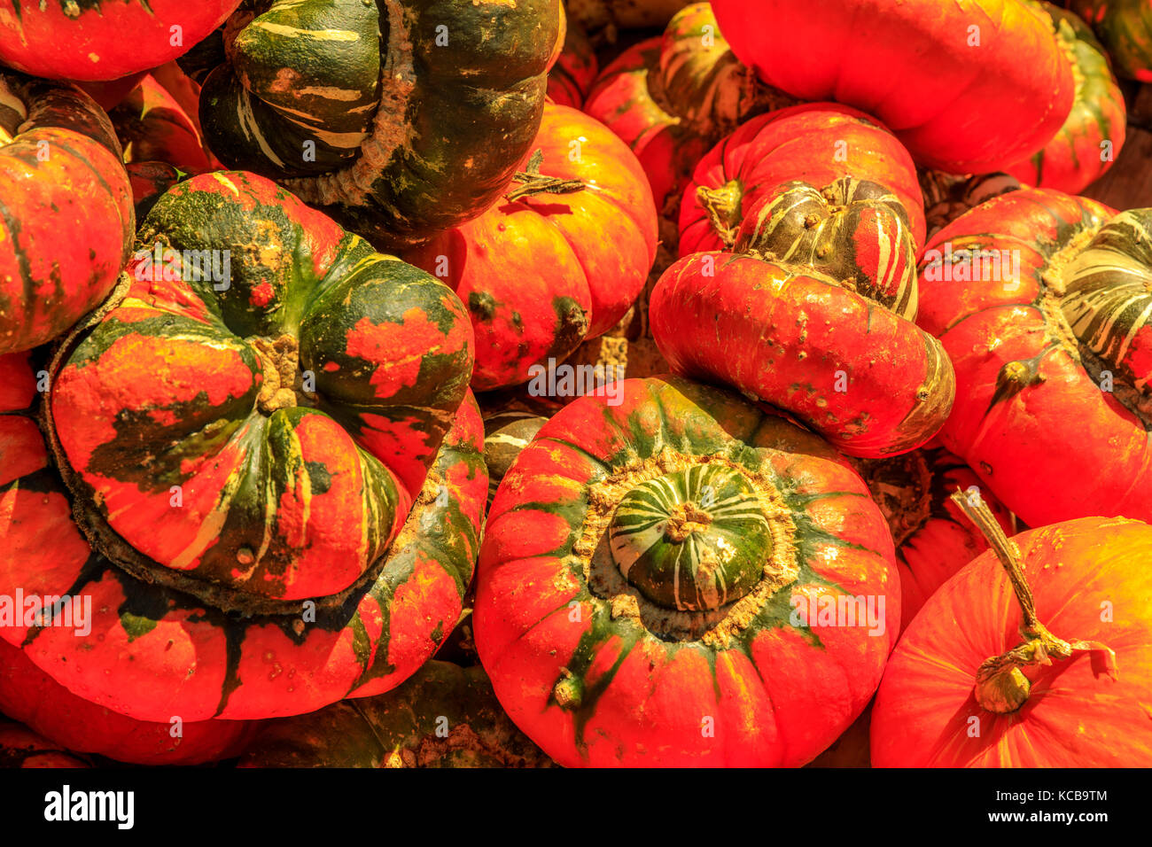multiple orange and white pumpkins Stock Photo - Alamy