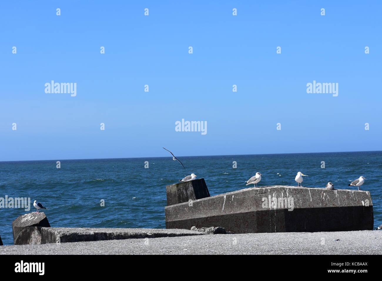 Seagull by the Ocean Stock Photo
