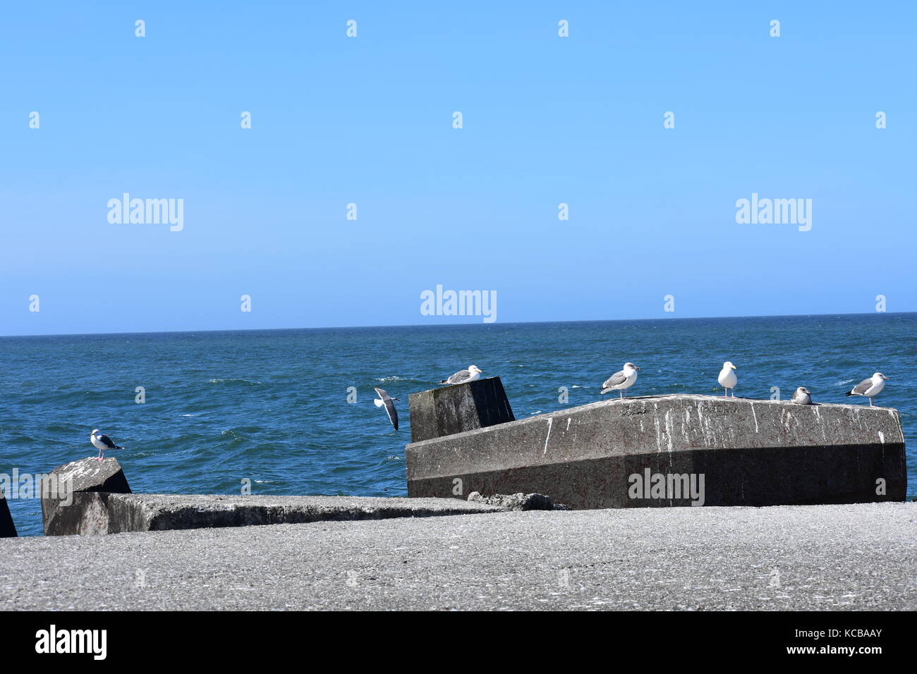 Seagull by the Ocean Stock Photo