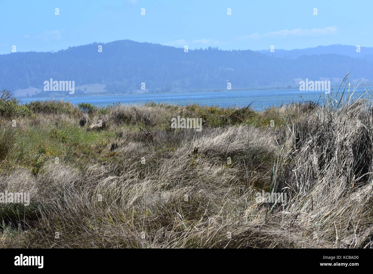 Grassy Dunes Stock Photo - Alamy