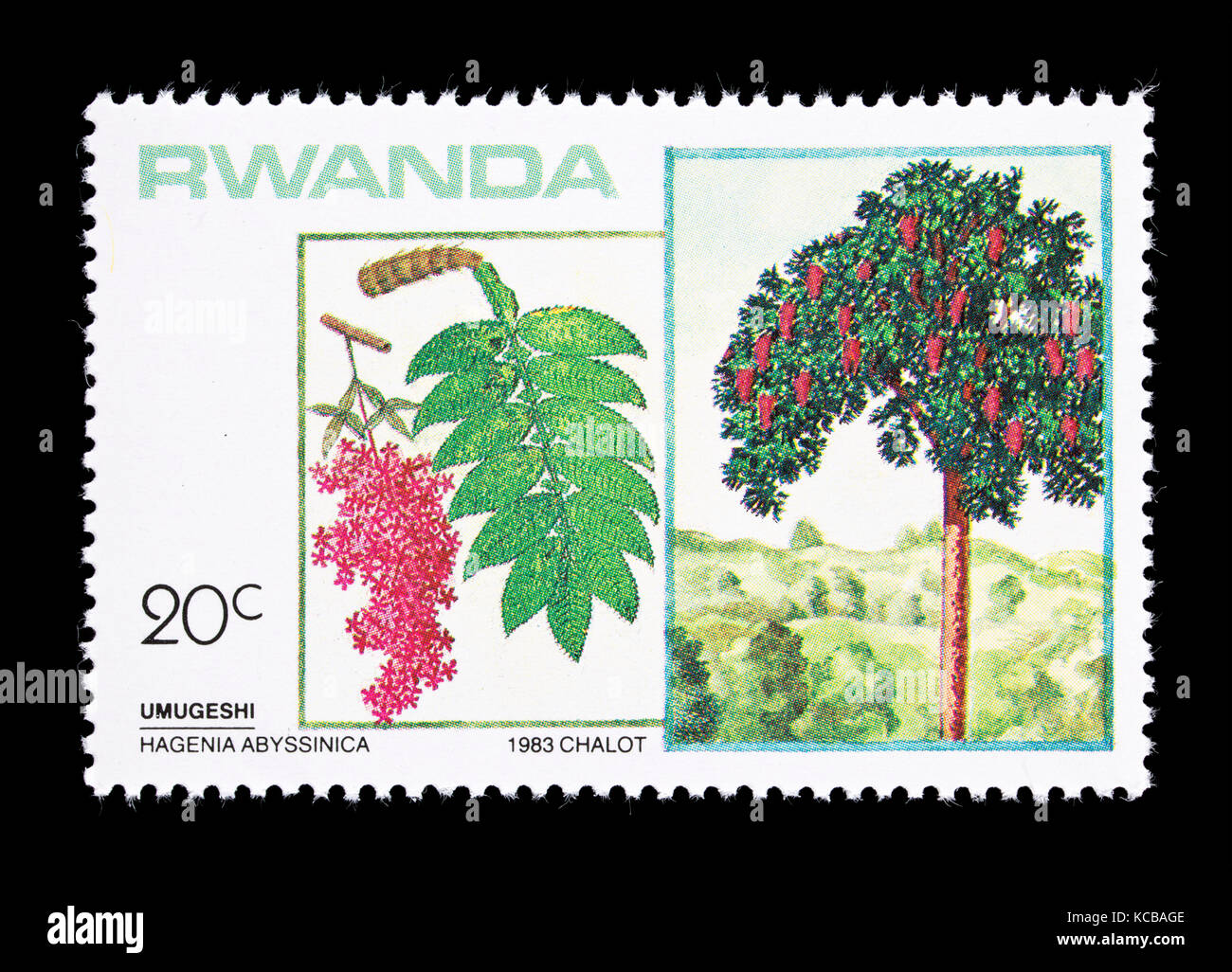 Postage stamp from Rwanda depicting a Kosso tree (Hagenia abyssinica) Stock Photo