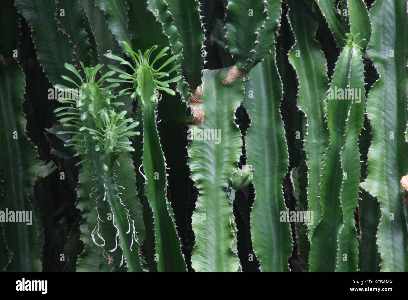 CACTUS TROPICALES  close up - cactus tropicals no spikes Stock Photo
