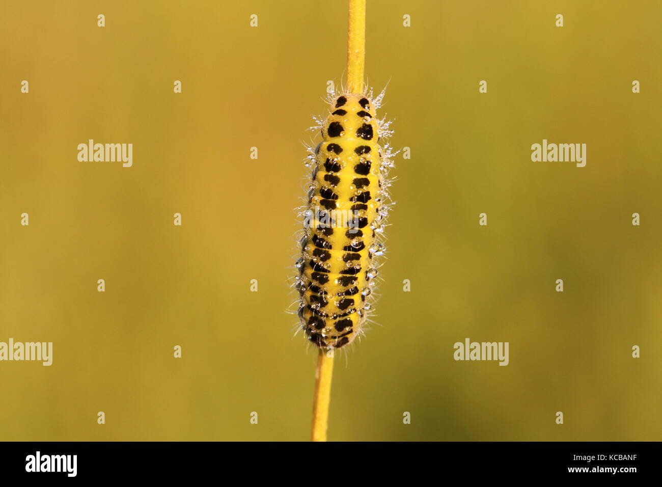 Six-spot Burnet moth caterpillar Stock Photo
