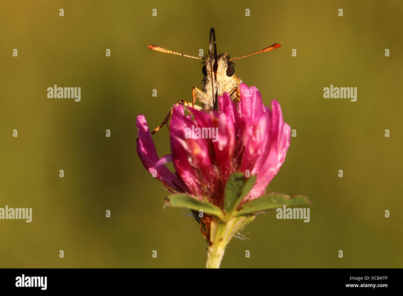 Female Small Skipper butterfly Stock Photo