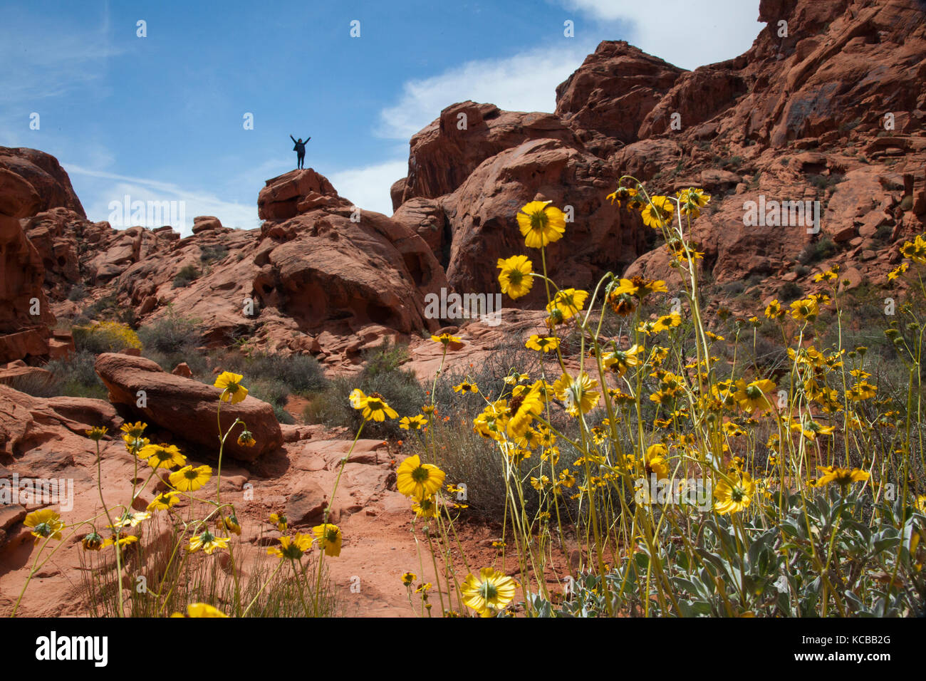 yellow wildflower flowers at Valley of Fire Las Vegas Nevada Stock Photo Alamy
