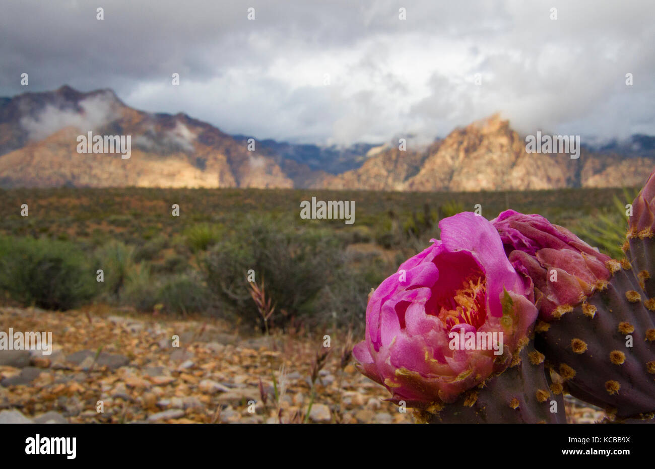 Pink flower blooming on desert cactus at Red Rock Canyon Las Vegas
