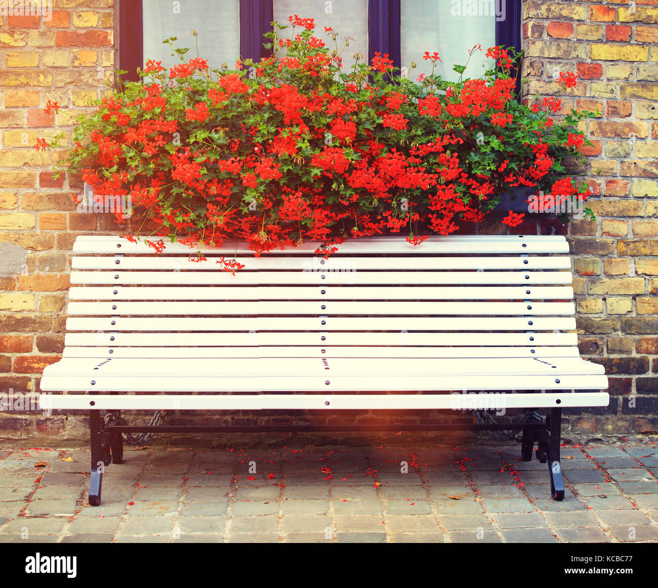 White bench with red flowers on brick wall background. Street view of Brugge Belgium. Stock Photo