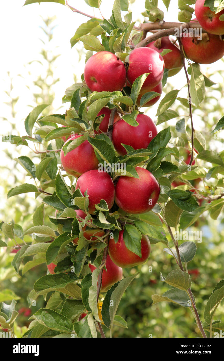 ripe apples in an orchard ready for harvesting,image of a Stock Photo ...