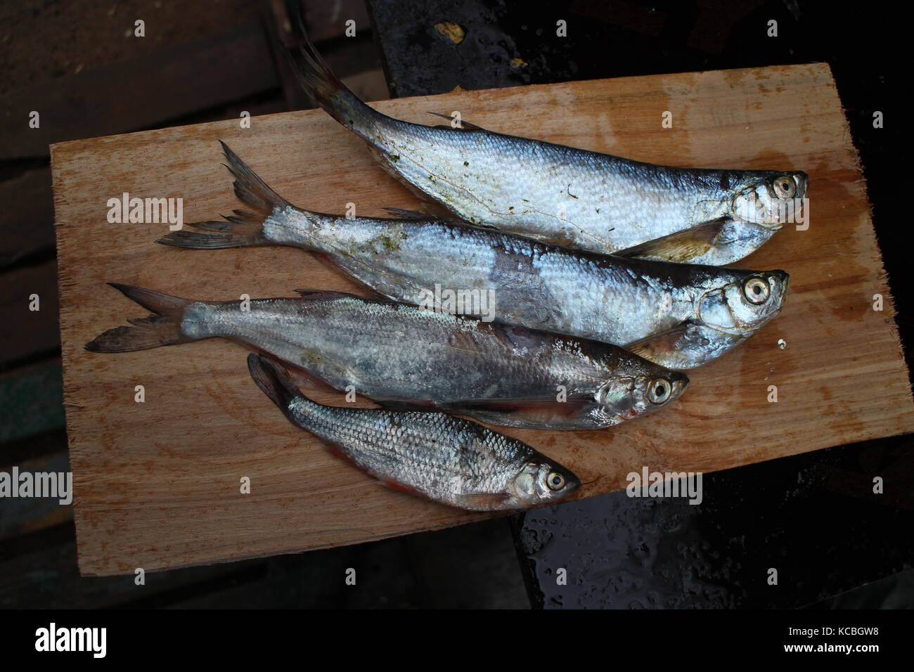 Four freshly caught fish hi-res stock photography and images - Alamy