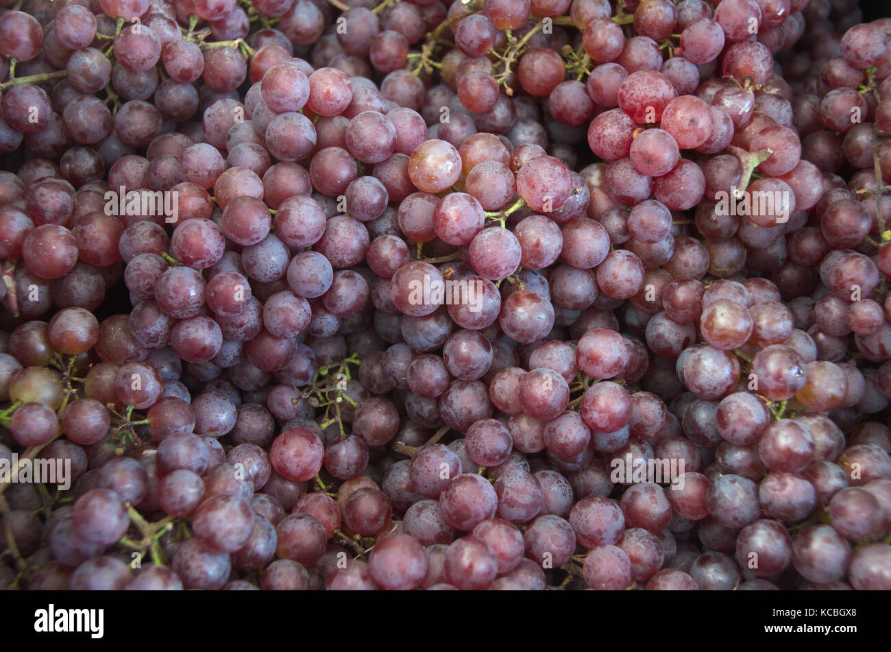 Grapes Cluster Bunch Red Bulk Table Wine Farmers Market Organic Fersh