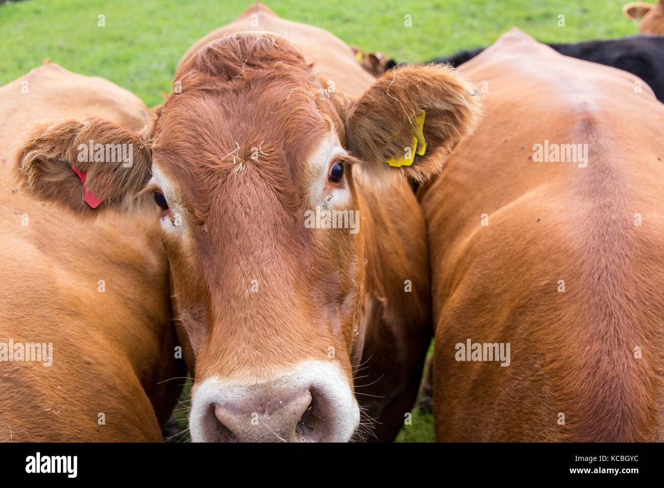 Limousin Domestic Cattle High Resolution Stock Photography and Images ...