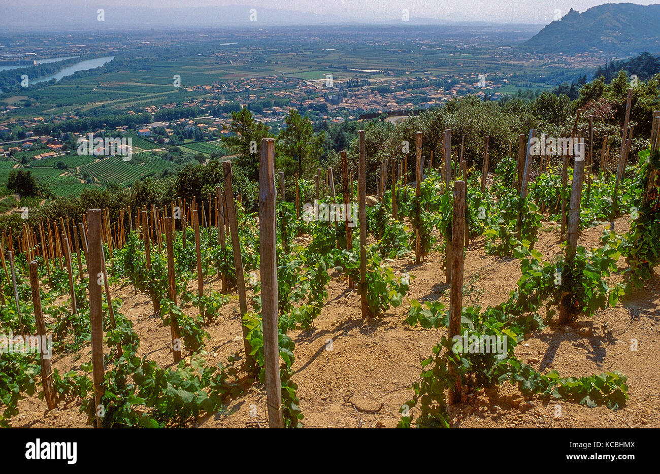 vineyards of Cornas, Rhone valley, France Stock Photo