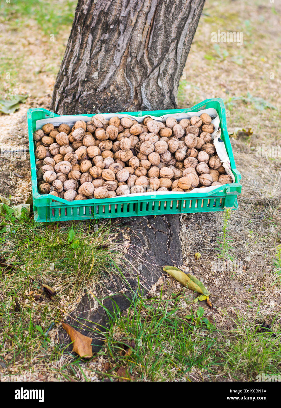Box full with fresh picked walnuts by the tree Stock Photo