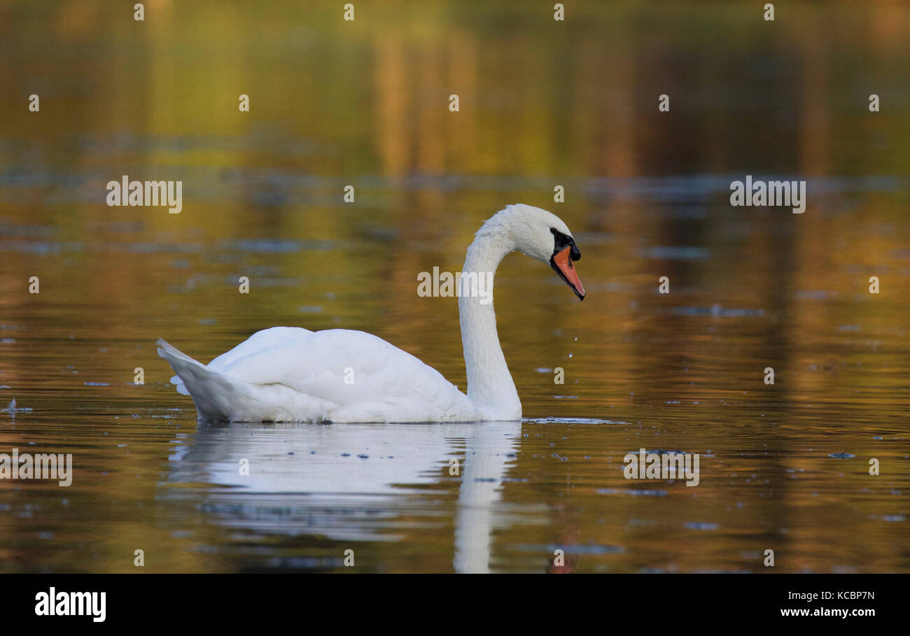 A mute swan Cygnus olor swimming on a golden lake in Fall Stock Photo ...