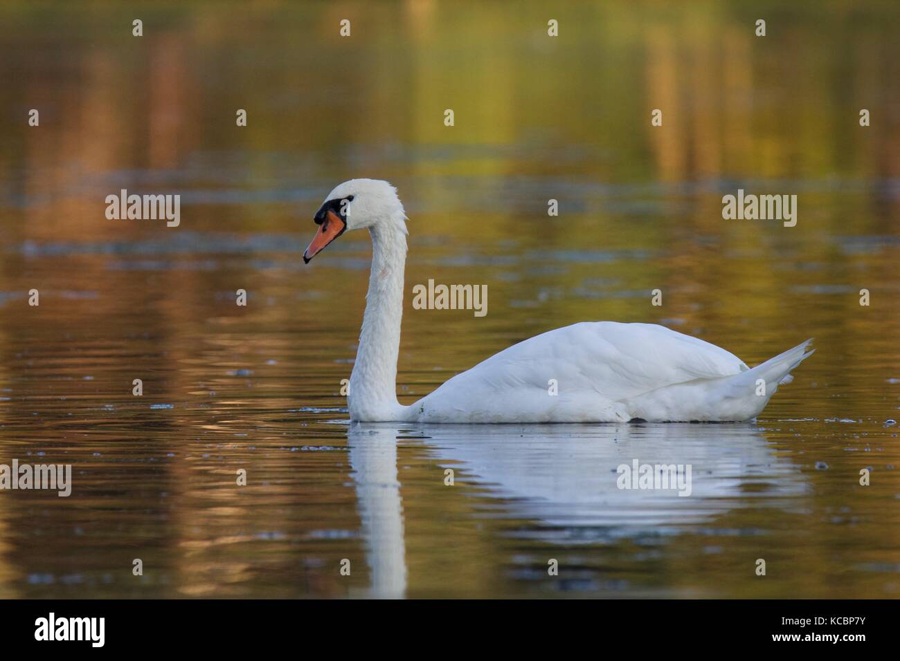 A mute swan Cygnus olor swimming on a golden lake in Fall Stock Photo ...