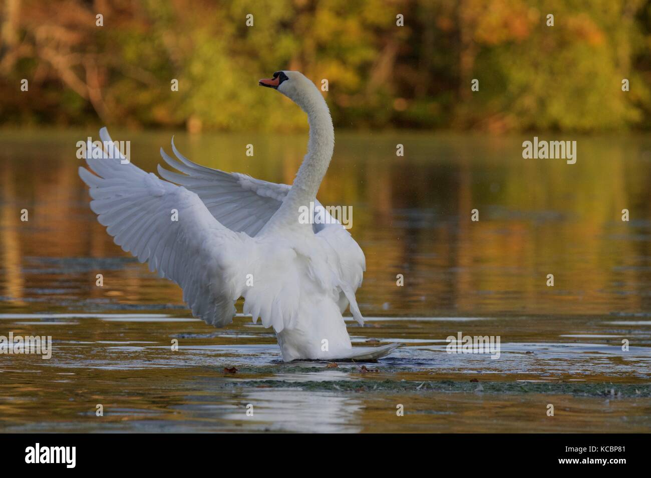 A mute swan Cygnus olor flapping its wings on a golden lake in Fall Stock Photo
