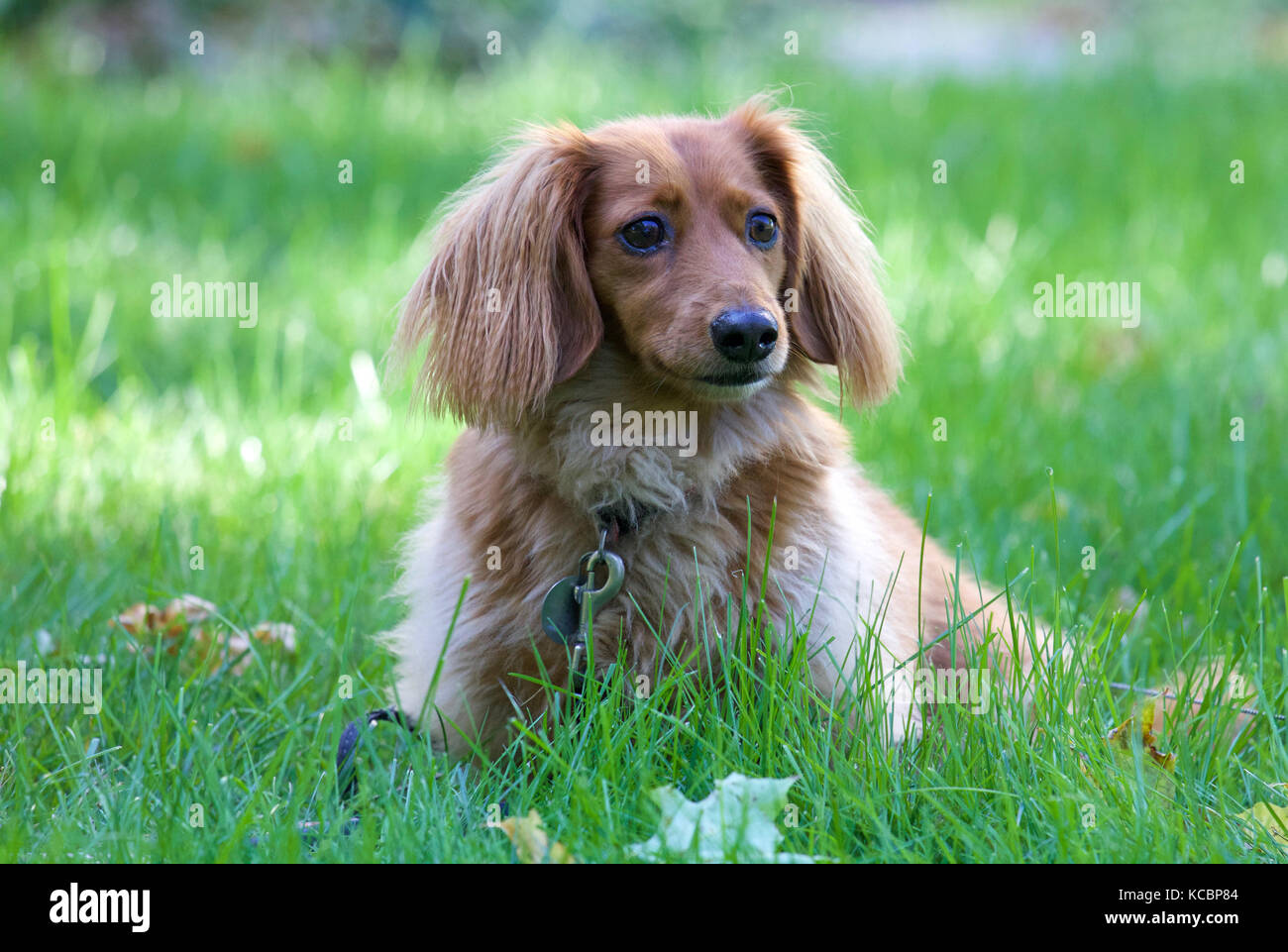 A longhaired dachshund sitting outside on a lawn in fall Stock Photo