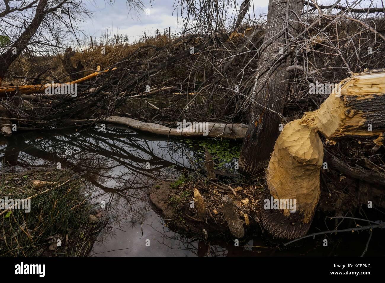 Canadian beaver, lives again in Sonora Mexico after their extinction 80 years ago.    Castor conservation, after natural restocking or return to Sonor Stock Photo