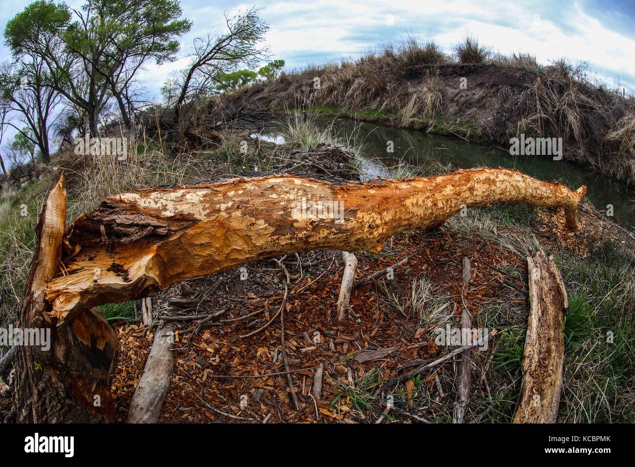Canadian beaver, lives again in Sonora Mexico after their extinction 80 years ago.    Castor conservation, after natural restocking or return to Sonor Stock Photo