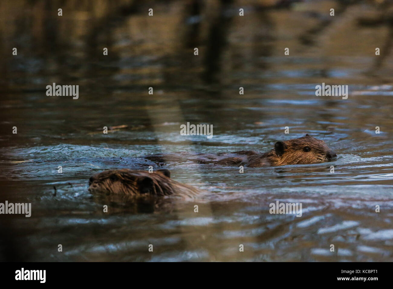Canadian beaver, lives again in Sonora Mexico after their extinction 80 years ago. Castor