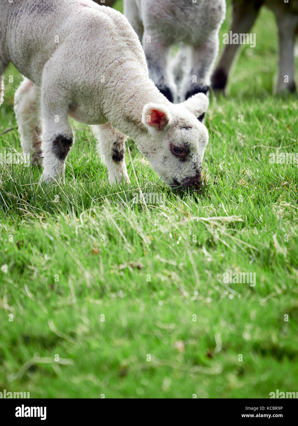 Sheep with their young lambs in a green field in springtime in the ...