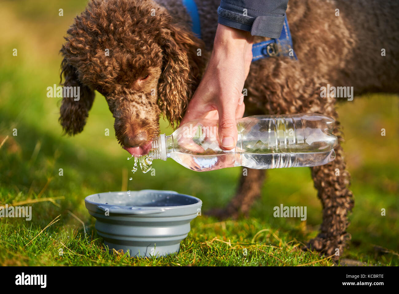 A hand pouring water out for a miniature poodle to drink from a bowl and the bottle while out on a walk Stock Photo Alamy