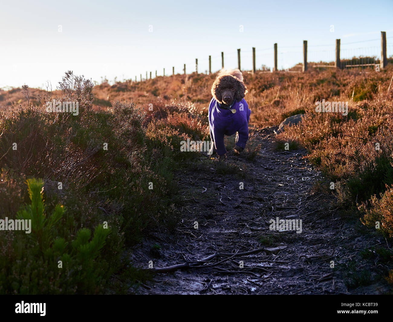 A miniature poodle running along a muddy trail in the Northumberland countryside, England, UK. Stock Photo
