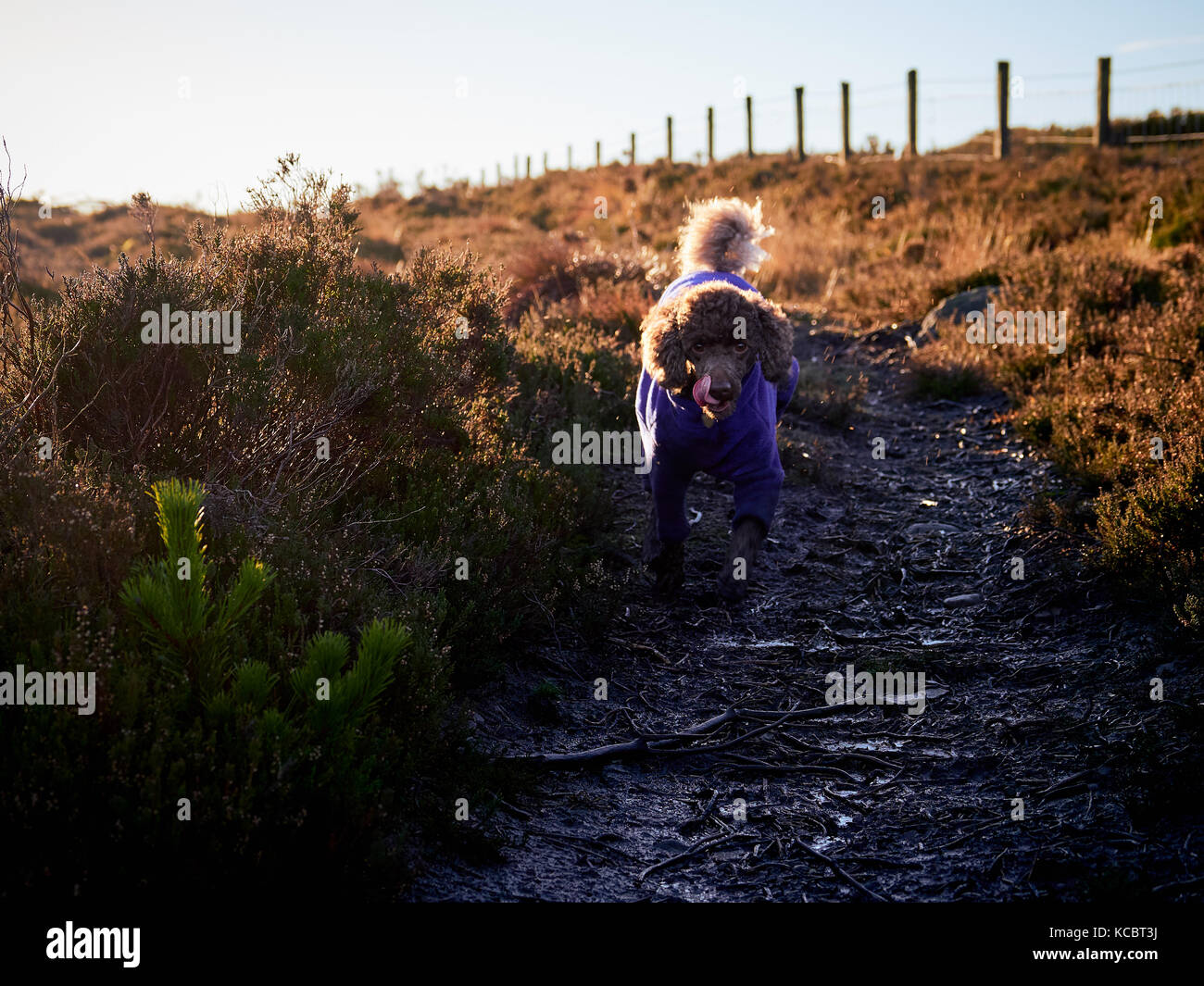 A miniature poodle running along a muddy trail in the Northumberland countryside, England, UK. Stock Photo