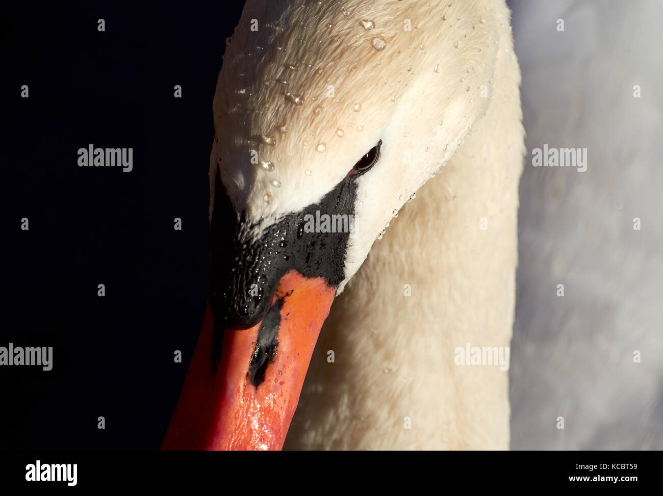 A close up of a Mute Swan in the evening sunlight, England, UK. Stock Photo