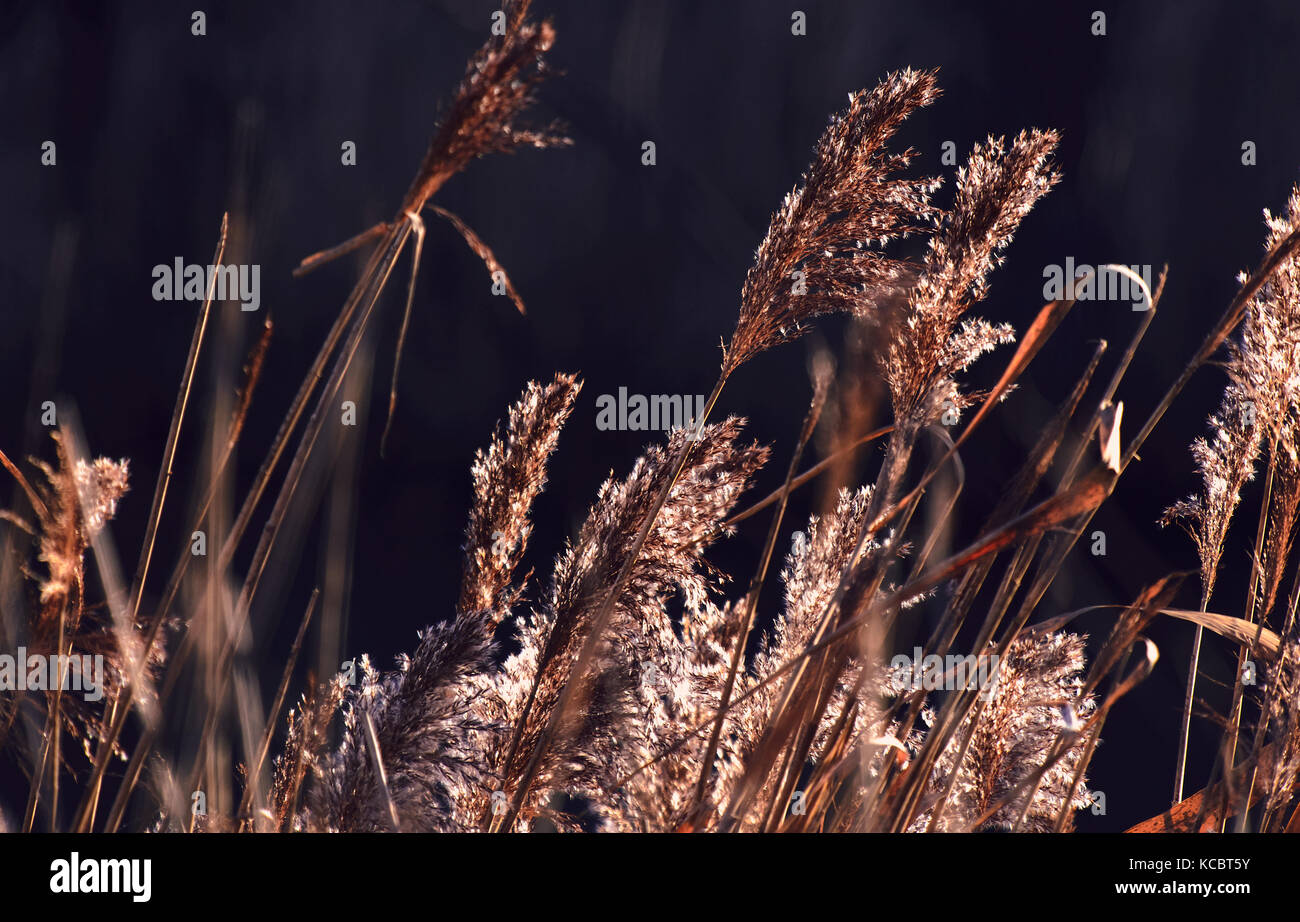 Seeds of wild grass drying in the evening sun. Stock Photo