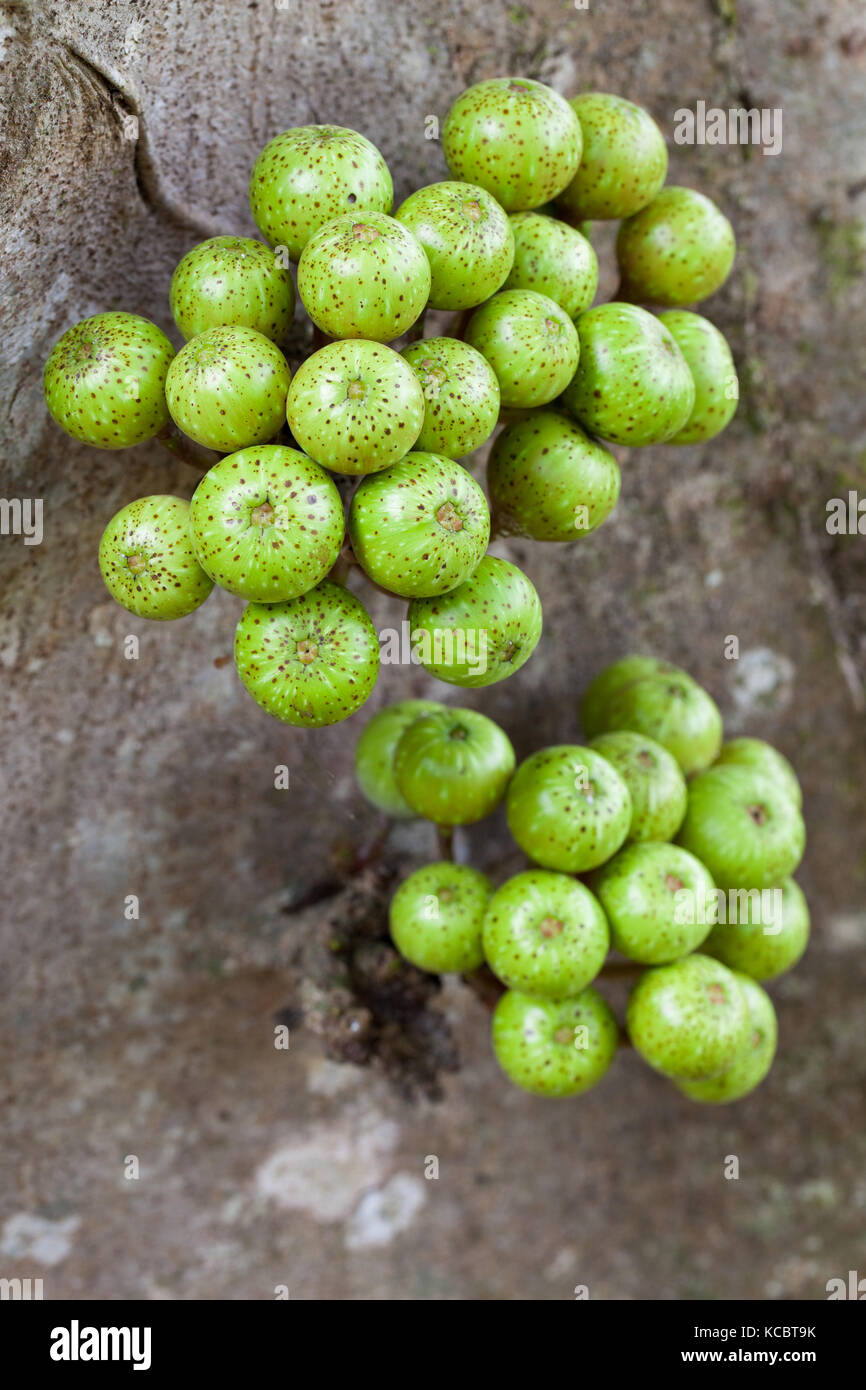 Variegated Fig (Ficus variegata) developing cauliflorous fruit. Cow Bay. Queensland. Australia. Stock Photo