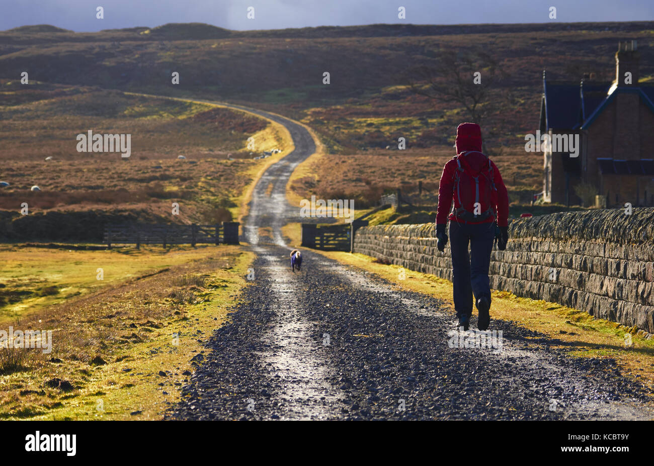 A hiker exploring the English Countryside, Muggleswick Common near ...