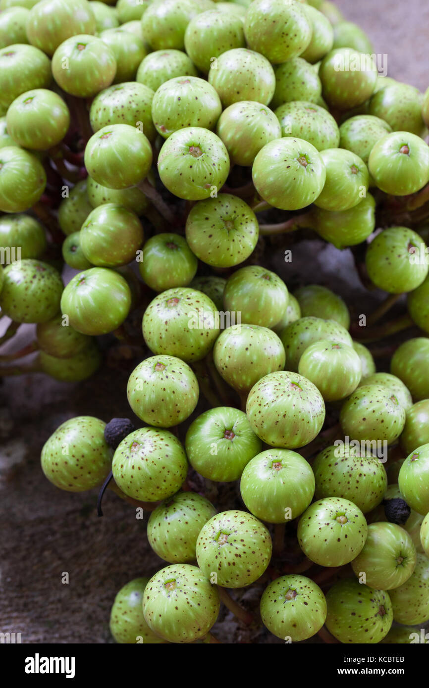 Variegated Fig (Ficus variegata) developing cauliflorous fruit. Cow Bay. Queensland. Australia. Stock Photo