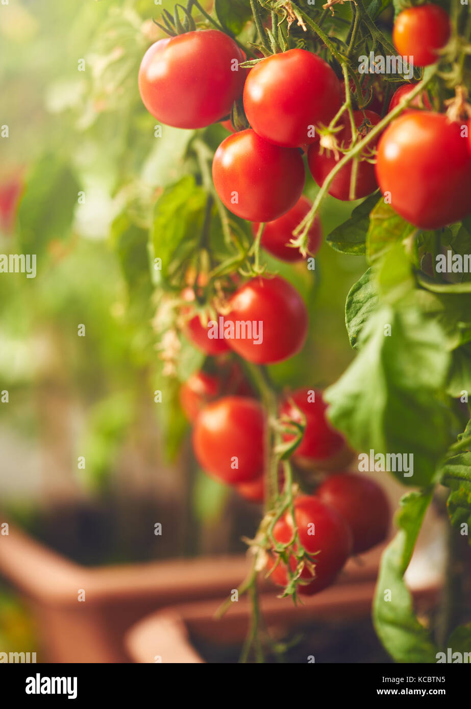 Fresh ripe red tomatoes hanging on the vine in a greenhouse Stock Photo ...