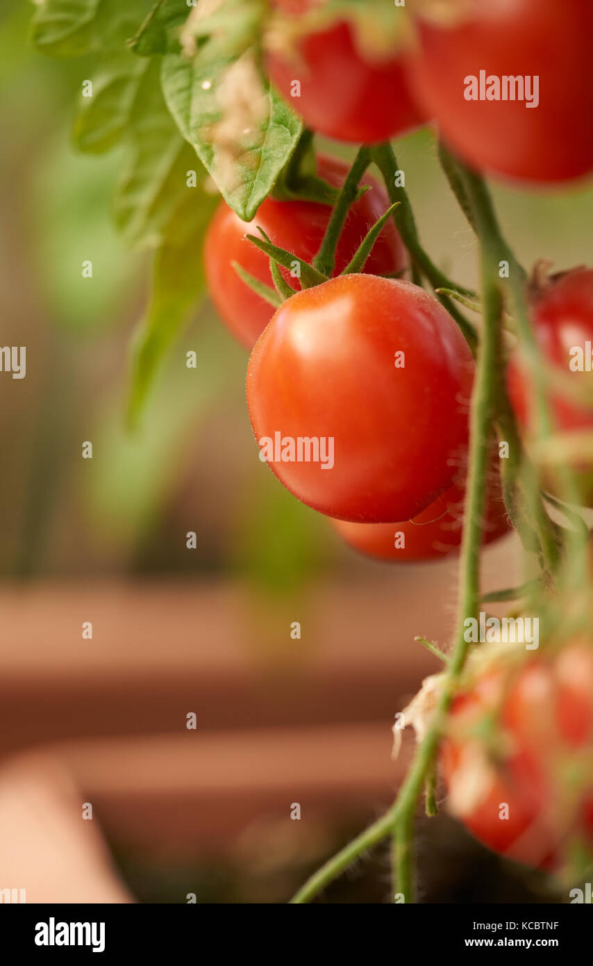 Fresh ripe red tomatoes hanging on the vine in a greenhouse Stock Photo ...