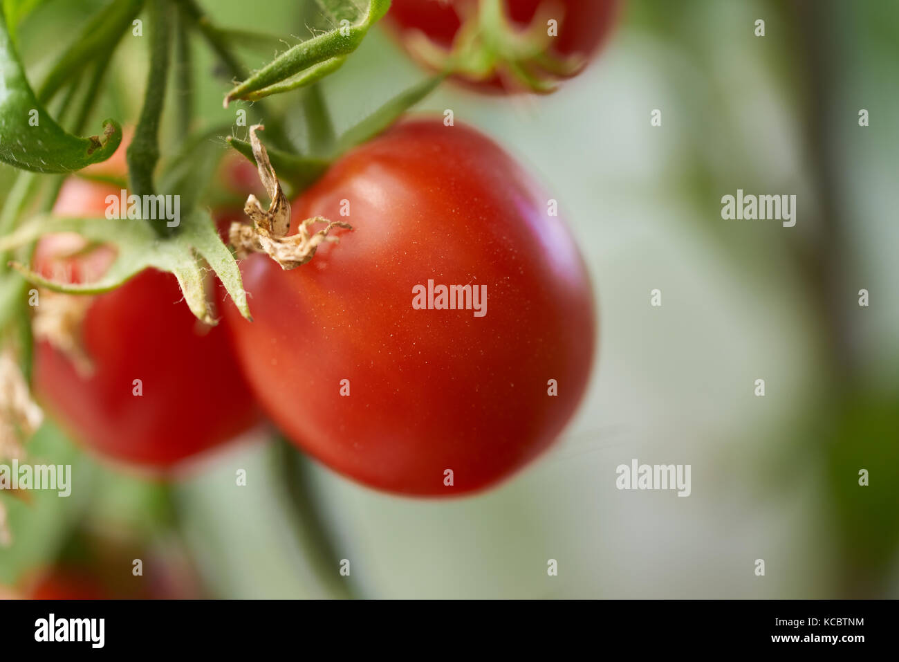 Fresh ripe red tomatoes hanging on the vine in a greenhouse Stock Photo ...