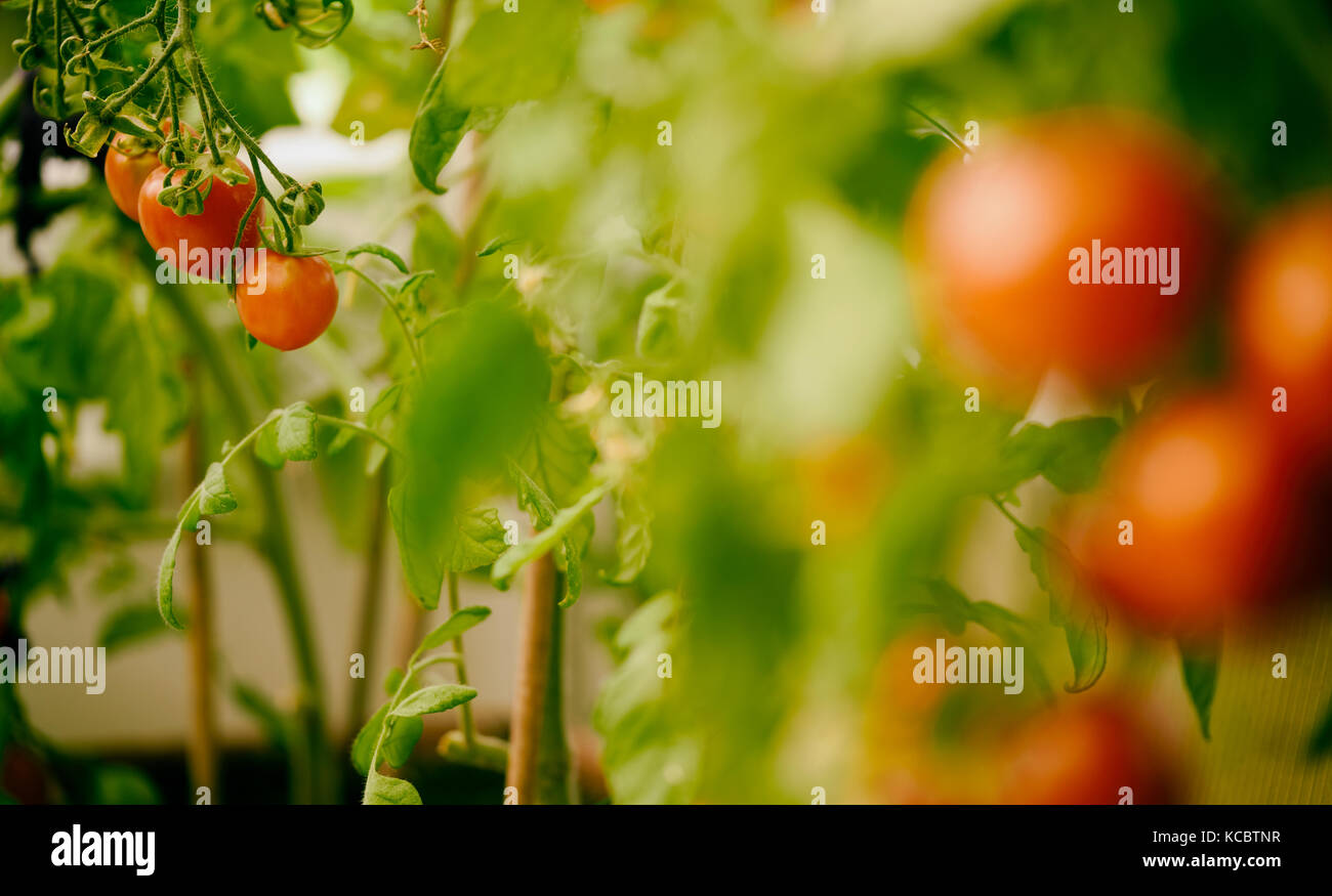 Fresh ripe red tomatoes hanging on the vine in a greenhouse Stock Photo ...