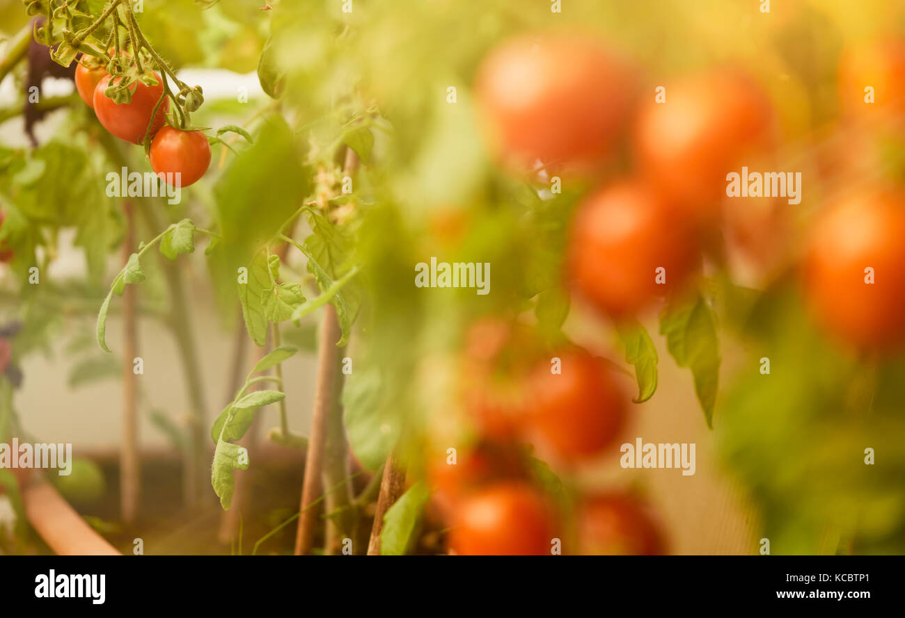 Fresh ripe red tomatoes hanging on the vine in a greenhouse Stock Photo ...