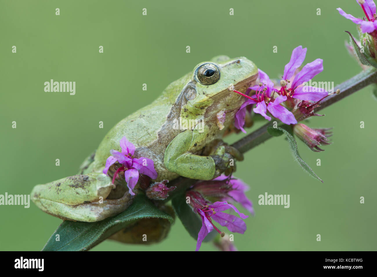 purple tree frog purple tree frog