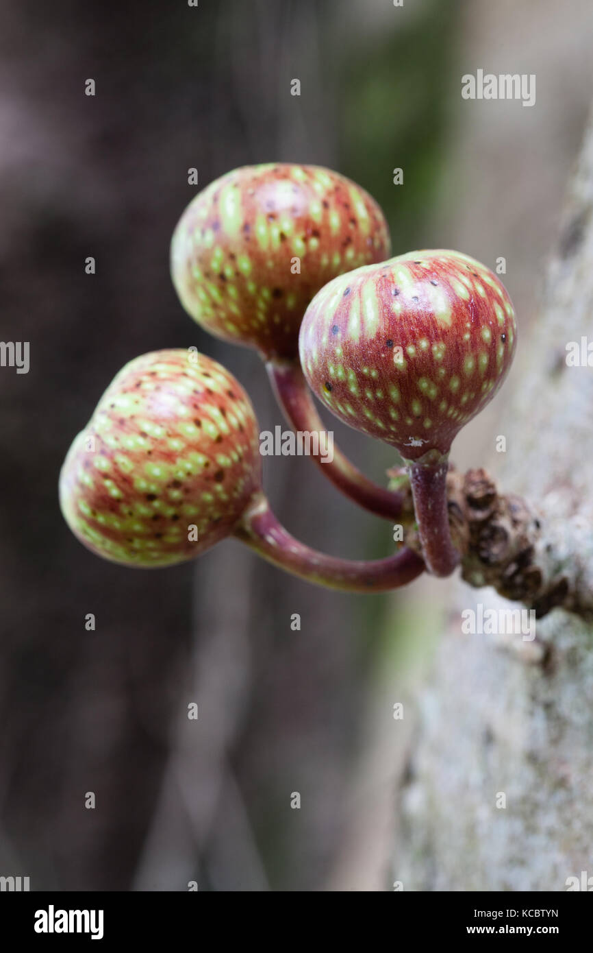 Variegated Fig (Ficus variegata) ripe cauliflorous fruit. Cow Bay. Daintree National Park. Queensland. Australia. Stock Photo