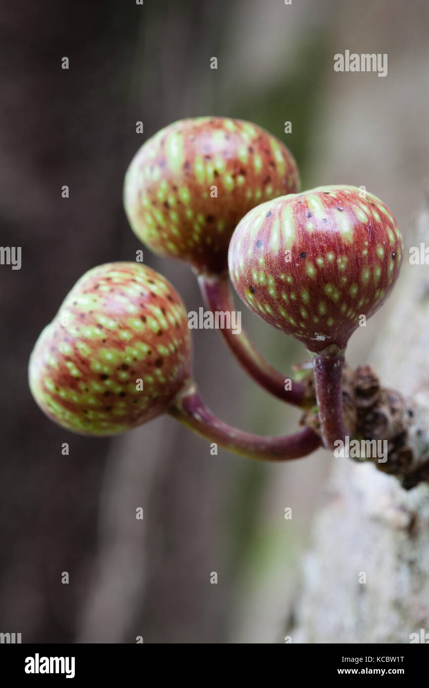 Variegated Fig (Ficus variegata) ripe cauliflorous fruit. Cow Bay. Daintree National Park. Queensland. Australia. Stock Photo