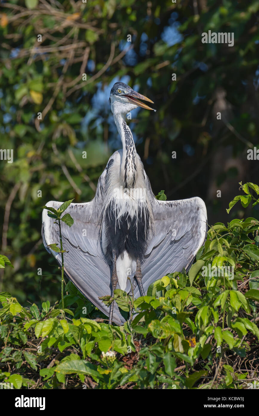 Cocoi Heron drying up after fishing on the Cuiaba River, Northern Pantanal, Brazil. Stock Photo